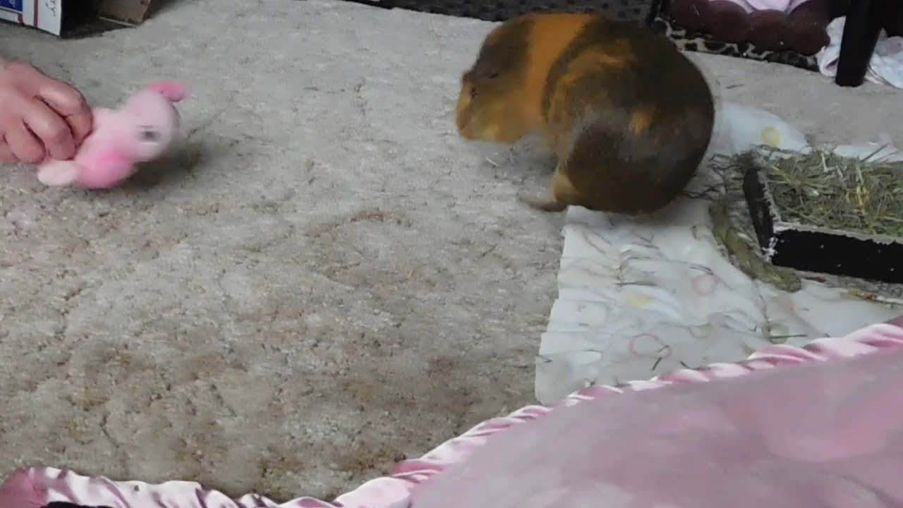 SLOW MOTION GUINEA PIG POPCORN! SO CUTE! YouTube
