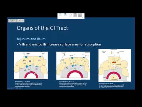 MCAT Gastrointestinal/Digestive System