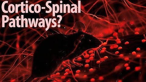 Illuminating Cortico-Spinal Neuronal Pathways in the Mouse Brain
