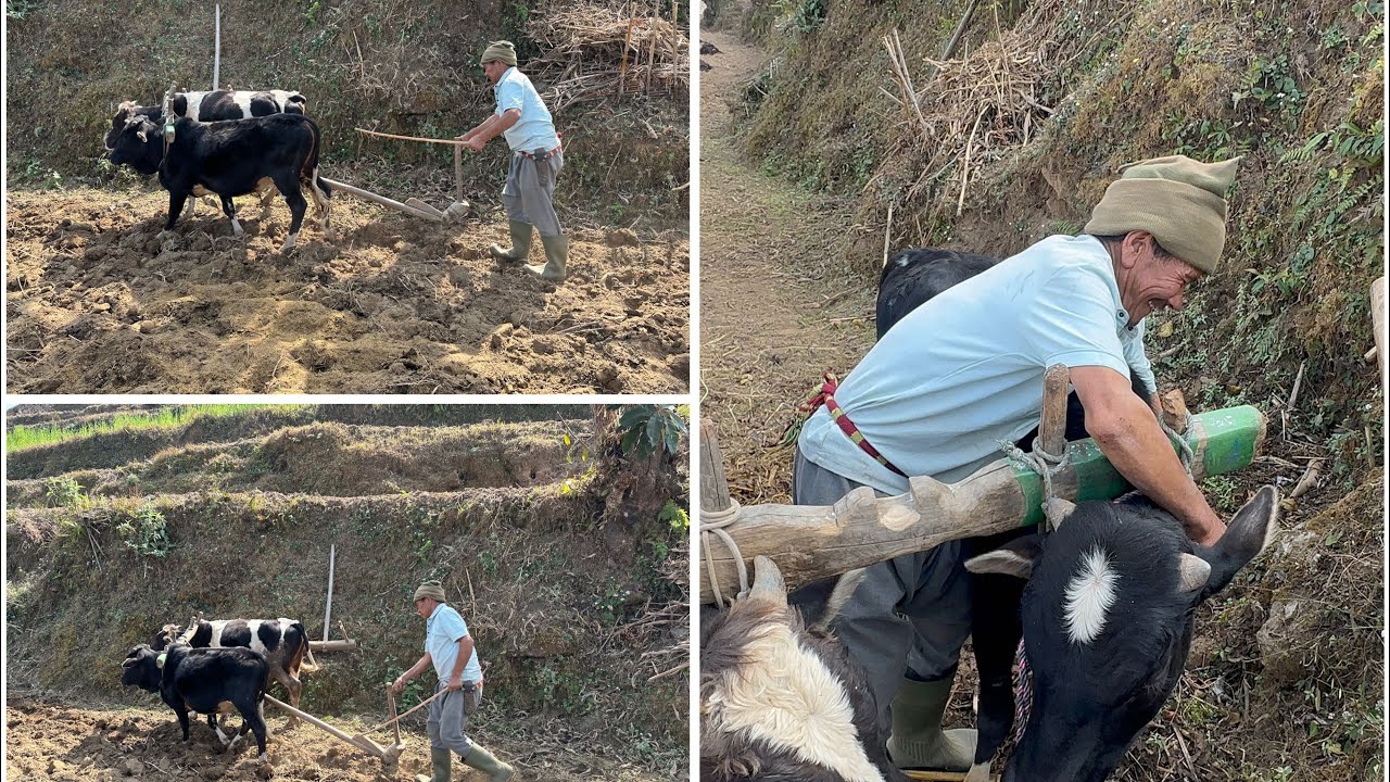 गाउँमा बारीजोत्दै!!!!Goru Vagera tanab!!!Garo xa guys!!!