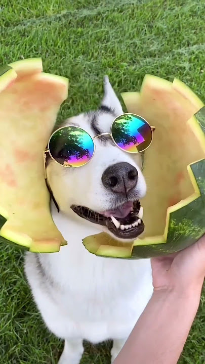 One in a melon! 🍉 Would you pick this watermelon?