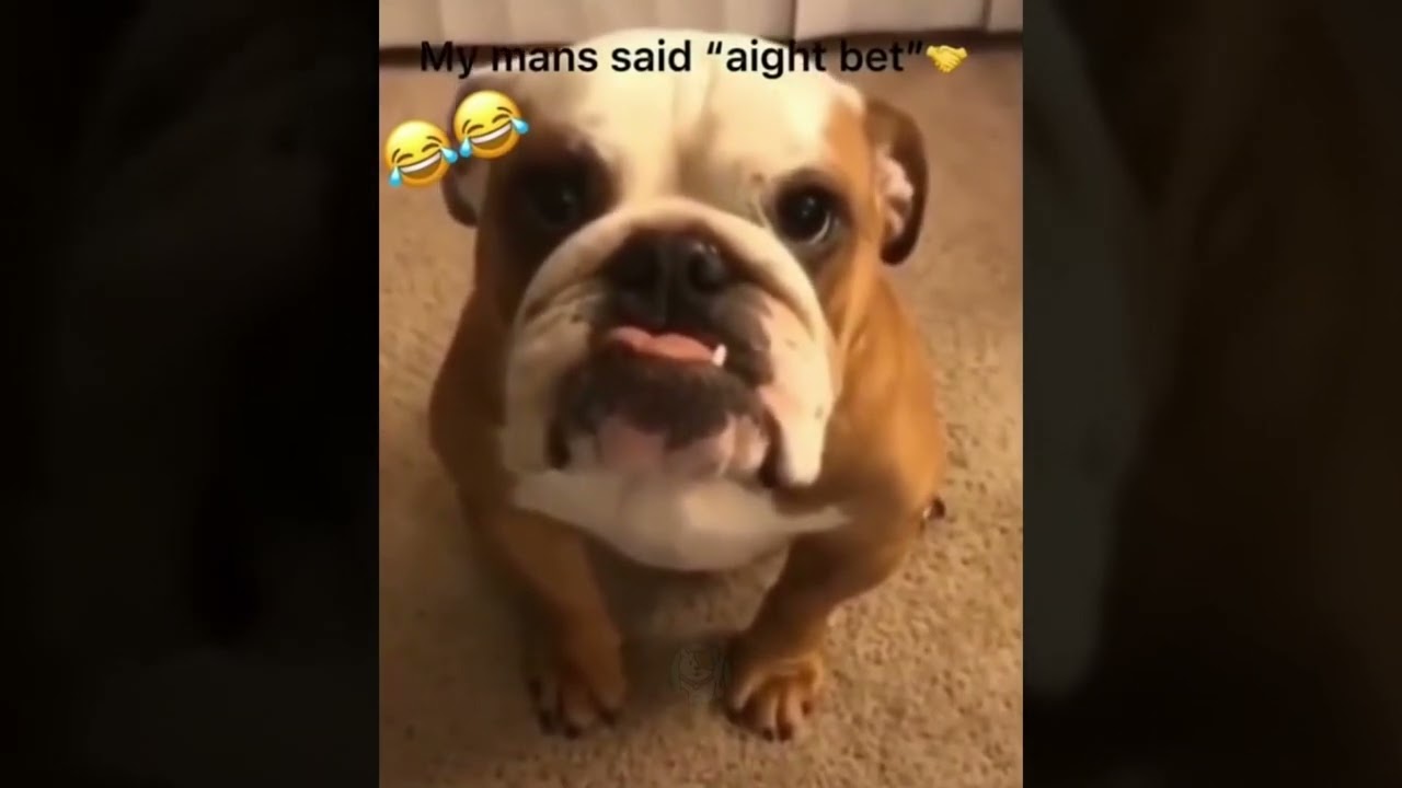 Animal Crossing New Horizons Funny Moments Clean Part 69 