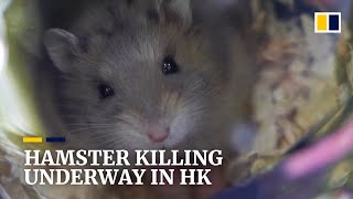 Hamster owners drop off their beloved pets following Hong Kong government’s mass-kill order