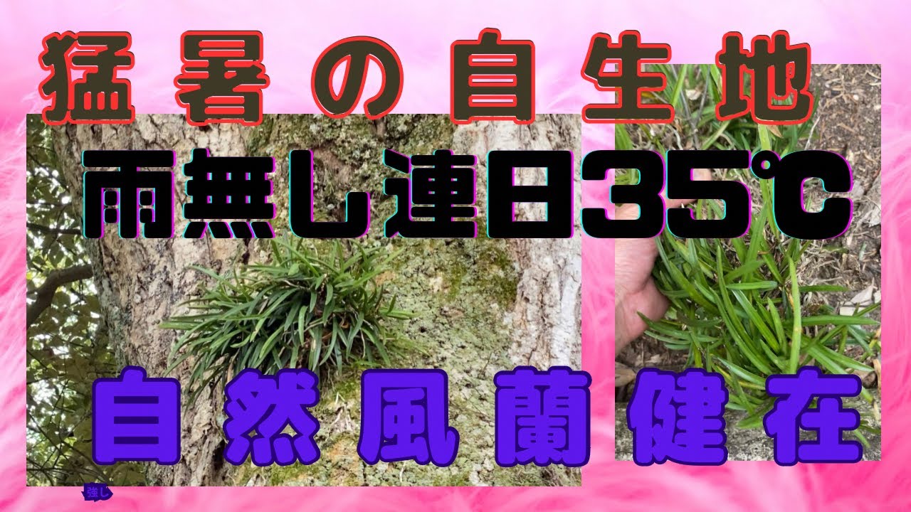 フウラン 自生風蘭 猛暑のフウラン 受粉株も有るよ らんラン園芸ネット