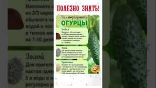 ПОЛЕЗНО ЗНАТЬ! Три подкормки для огурцов #shorts #рецепты  #советы