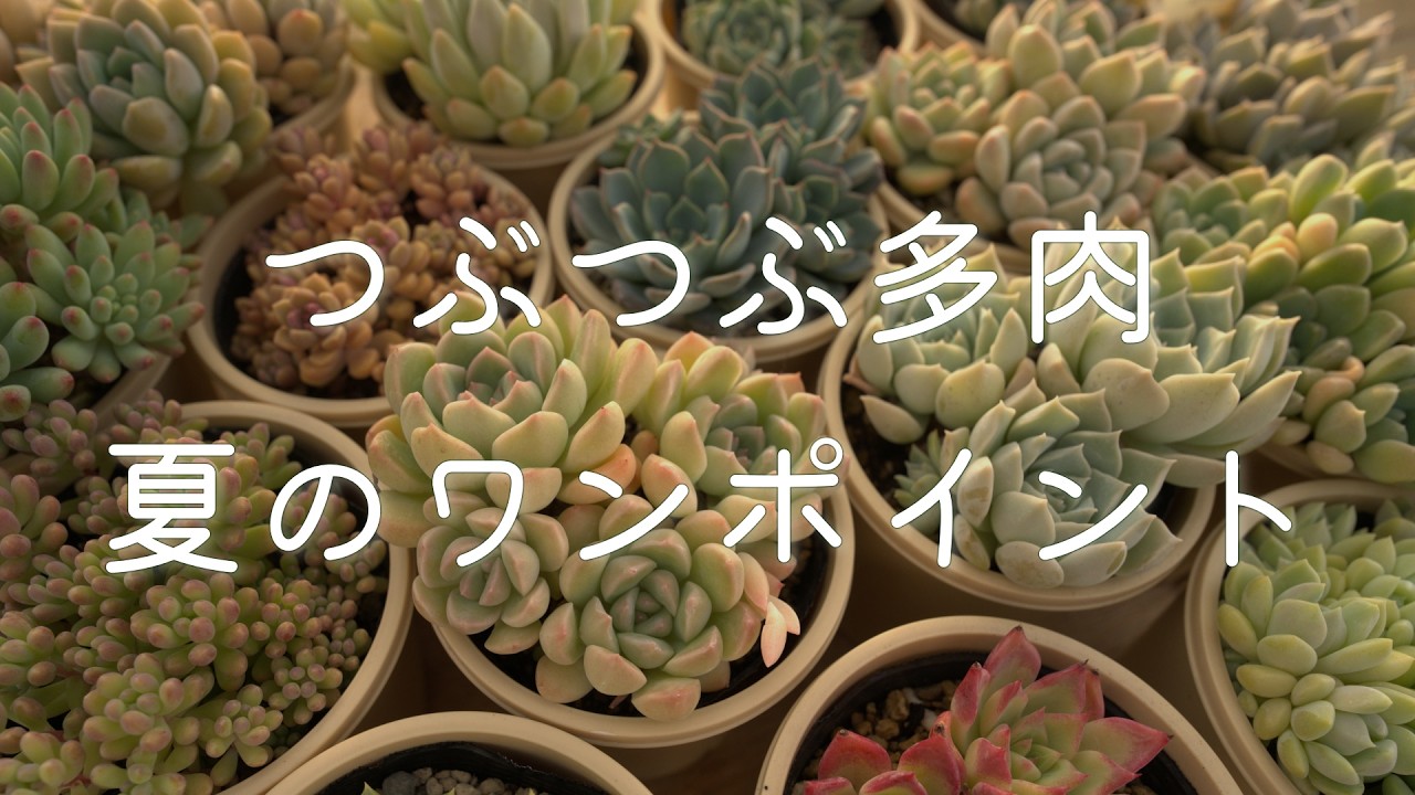 689【夏越し】つぶつぶ屋で生まれたつぶつぶ多肉の夏のお手入れ動画
