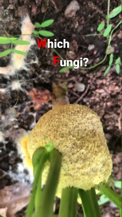 My Garden is Turning into a Fungus Garden - What Can I Do?