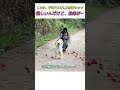 この犬、手伝うたびに大惨事ｗｗｗ