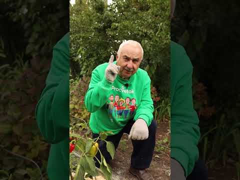 Видео: Mulch Only Gardens - Информация об использовании мульчи вместо почвы