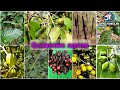 Episode - 1  Common name संथाली ,हिंदी ,अंग्रेजी एवं  वैज्ञानिक भाषाओं में चीजों के नाम