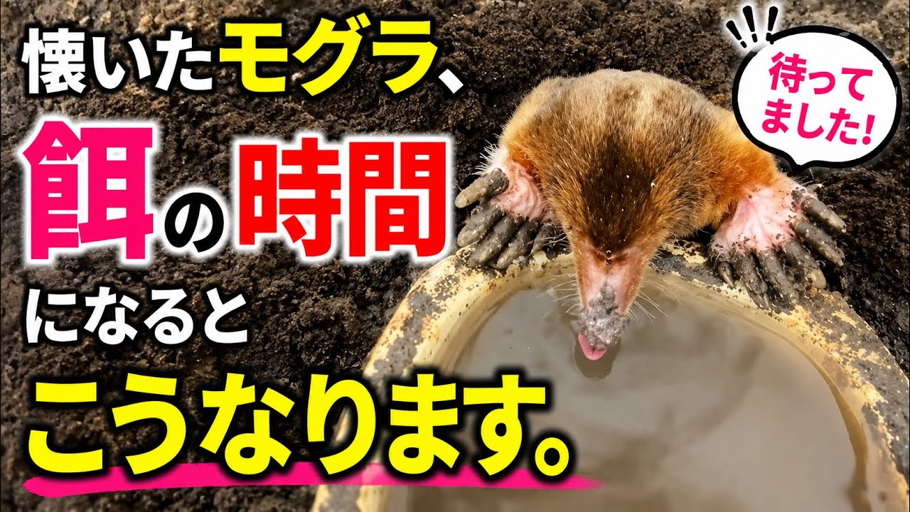 懐いたモグラ、餌の時間になるとこうなります。 - YouTube