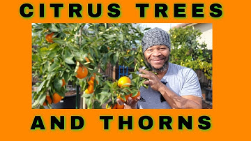 CITRUS TREES AND THORNS | QUICK AND SIMPLE INFORMATION #CITRUSTREETHORNS