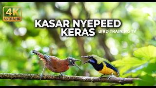 🔴 Live Cucak Cungkok Super Gacor vs Tepus Kepala Abu Gacor vs Lovebird Gacor Cililin Greja