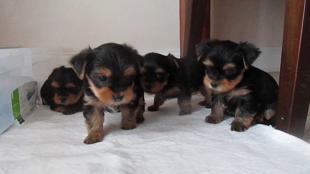 5 week old yorkie puppy