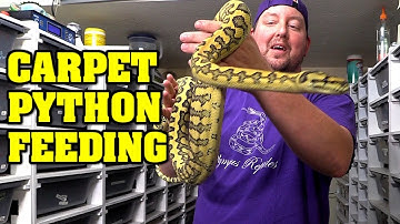 Live snake feeding Gone WRONG!