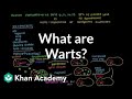 Understanding Warts and HPV
