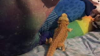 The Rescue