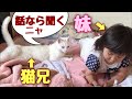 3歳児の話し相手する神猫さん 【猫さんとヒメちゃんはお友達】