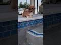 Puppy Pool Peek-A-Boo