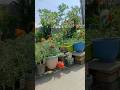 Beej Nahi Ug Rahe Ye Ek Trick Trykaro GardenTips HomeGarde Shorts Viral Terracegarden Nature