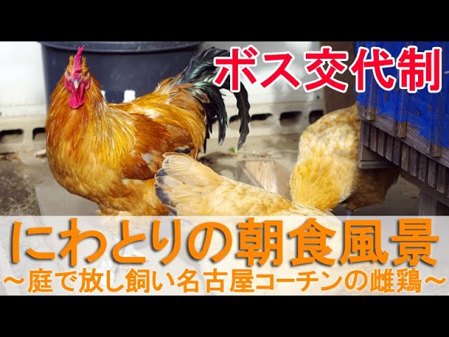 ニワトリ達の朝食風景～庭で放し飼い名古屋コーチンの雌鶏は序列社会