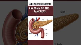 #pancreas