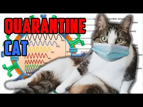 how-to-survive-in-self-isolation:-quarantine-cat