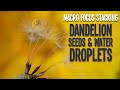 Creative Photography Ideas at Home - Dandelion Seeds and Water Drops.