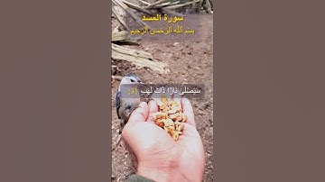 Surah Al-Masad (سورة المسد)
