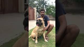 Most Protective And Dangerous Dogs In World Bullmastiff