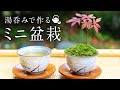 湯呑みで作るミニ盆栽 初心者の簡単盆栽 ミニ盆栽の作り方 DIY 苔 コケ MINI BONSAI もみじ モミジ 紅葉 GARDENING 盆栽 小品 ガーデニング お茶 tea