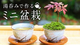 湯呑みで作るミニ盆栽 初心者の簡単盆栽 ミニ盆栽の作り方 DIY 苔 コケ MINI BONSAI もみじ モミジ 紅葉 GARDENING 盆栽 小品 ガーデニング お茶 tea
