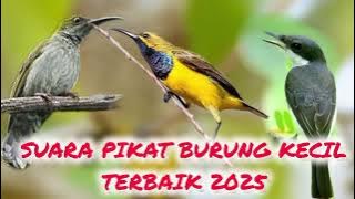 suara pikat kombinasi pijantung gunung sogon dan jingjing batu ampuh memikat burung kecil