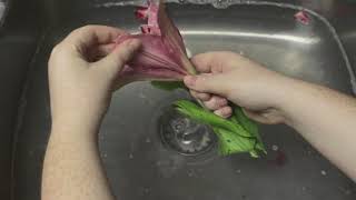 washing the flowers (excerpt)