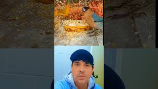 #segue meu canal #pássaros lindos