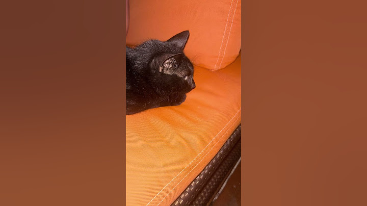 We found a lost cat in Mexico ￼