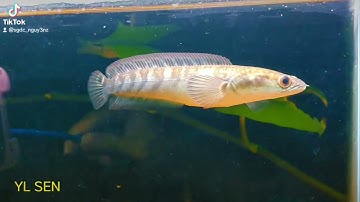 Cá lóc vảy rồng Yellow Sentarum