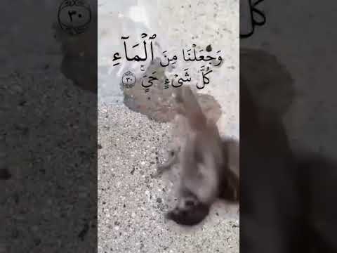 وجعلنا من الماء كل شيء حي 