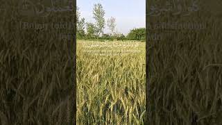 Download Lagu This Surah Will SHAKE Your Heart – Surah Mursalat Explained! 💔 #viralshorts MP3 Download Lagu This Surah Will SHAKE Your Heart – Surah Mursalat Explained! 💔 #viralshorts MP3