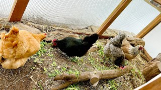 Early Spring Chicken Coop &amp; Chicken Run Maintenance ~ part 1 ~ With Twin Cities Adventures !