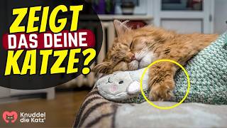 9 Wege, wie deine Katze dir sagt, wenn sie Liebe braucht by Knuddel die Katz' 4,687 views 1 month ago 5 minutes, 4 seconds