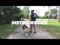 8 Month Old Akita &quot;Tydus&quot; | Orlando Dog Trainers | Central Florida Dog Trainers