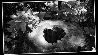 L&#39; arbre au cours de sa vie - Photo Noir et Blanc - Photography Black § White