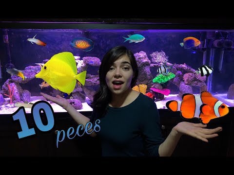 Video: 10 grandes peces de agua salada para el acuario casero