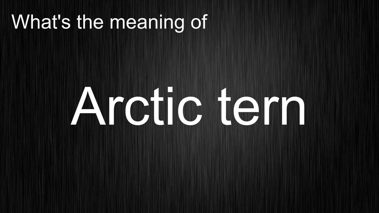 what-s-the-meaning-of-arctic-tern-how-to-pronounce-it-youtube
