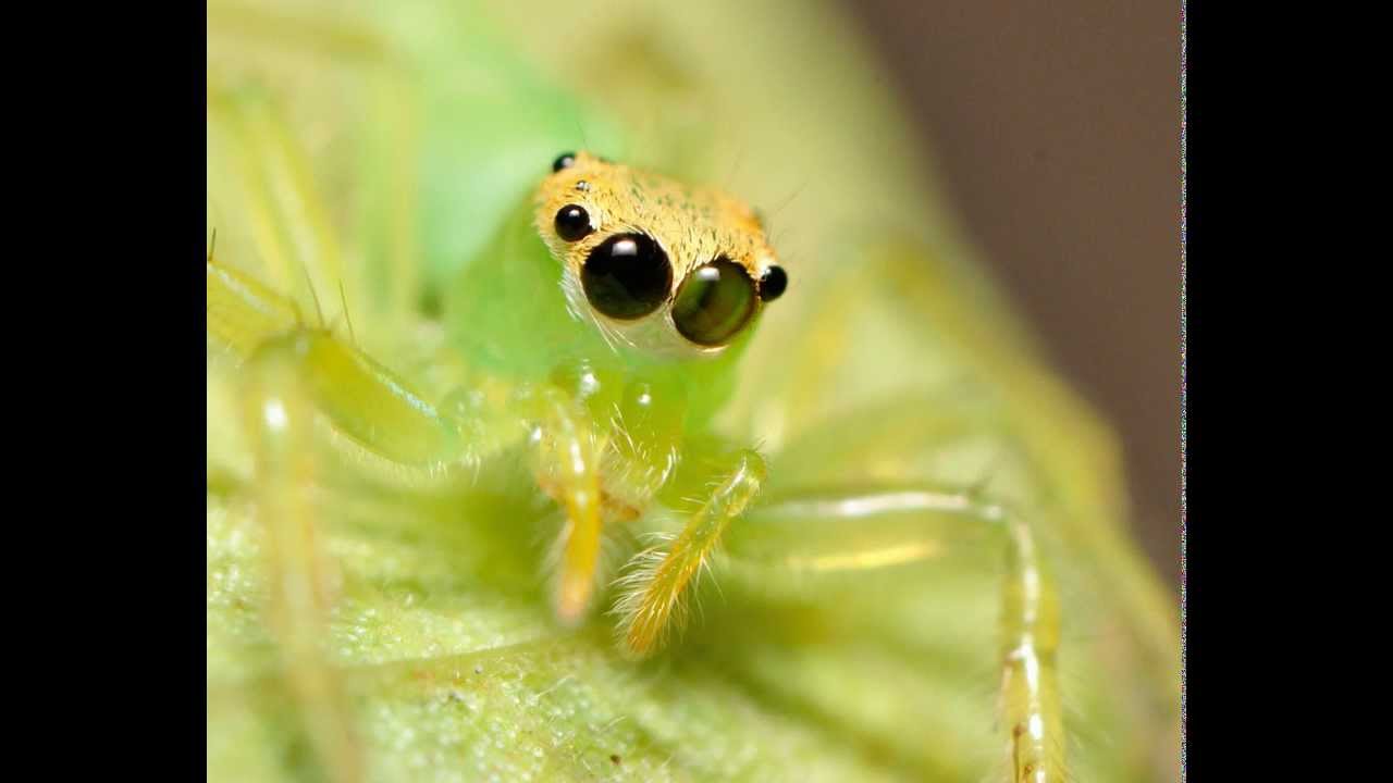 jumping-spider-change-eyes-color-youtube