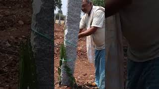 Dragon Fruit Farming ಡ್ರ್ಯಾಗನ್ ಫ್ರೂಟ್ ಕೃಷಿ|For Plants 8310036484,8660104878