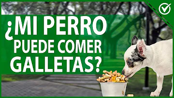 ¿Pueden los perros comer galletas Ritz?