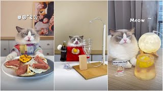 Cat Make Food That Little Puff Tiktok Compilation 2024 #6