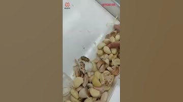 Garlic Peeling Processing Factory Work #shrots